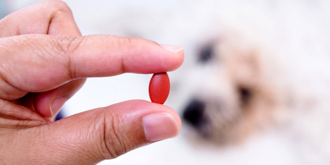 Comment donner un médicament à son chien ?
