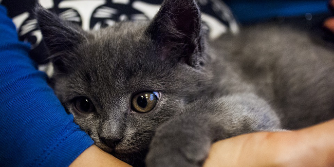 Comment Donner Un Medicament A Son Chat Comment Donner Un Medicament A Son Chat