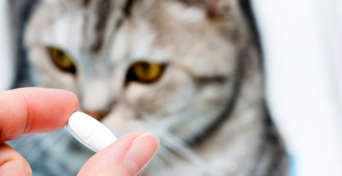 Comment donner un médicament à son chat ?