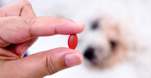 Comment donner un médicament à son chien ?