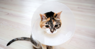 Otite chez le chat : symptômes, traitement et prévention