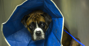 Otite chez le chien : symptômes, traitement et prévention