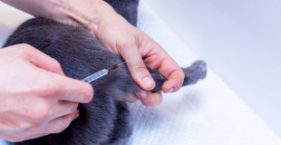 Quelle est la liste des vaccinations obligatoires chez le chat ?
