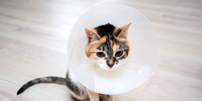 Otite chez le chat : symptômes, traitement et prévention