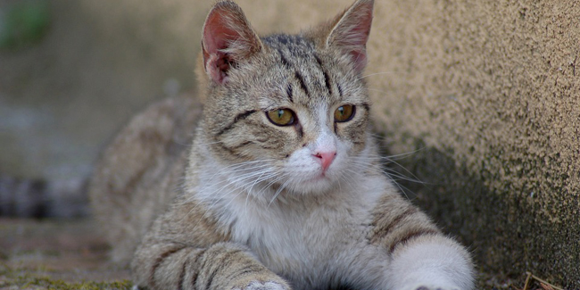 La Piroplasmose Chez Le Chat Symptomes Traitement Et Prevention