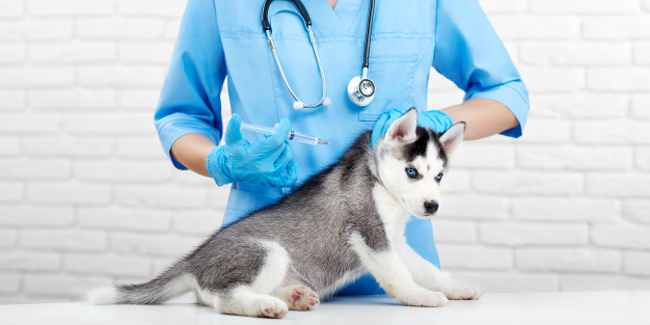 Quand vacciner son chien ? L'utilité du carnet de vaccination du chien