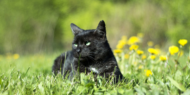 La rage chez le chat : symptômes, traitement et prévention