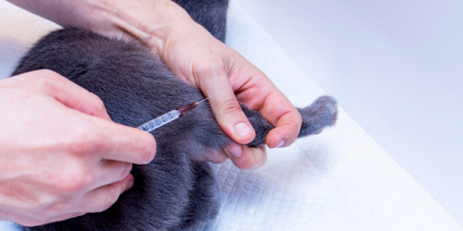 Quelle est la liste des vaccinations obligatoires chez le chat ?