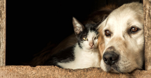 Qu'est-ce que le forfait prévention dans une assurance chien/chat ?