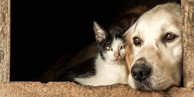 Conseils Veterinaires En Ligne Une Solution Pour Vos Animaux De Compagnie