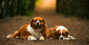 Quelle est la liste des vaccinations obligatoires chez le chien ?