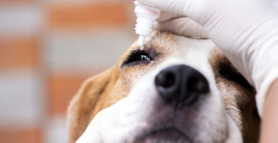 Mutuelle pour traitement sans ordonnance de son animal