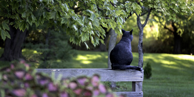 Comment savoir si ma chatte est gestante et attend des chatons ?