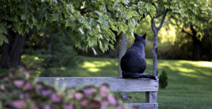 Comment savoir si ma chatte est gestante et attend des chatons ?