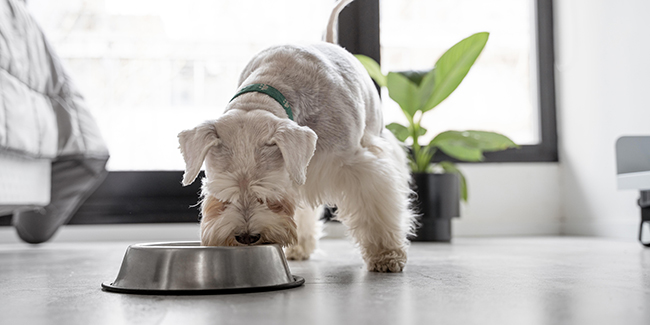 Quelles différences entre l’alimentation bio et l’alimentation naturelle pour le chien ?