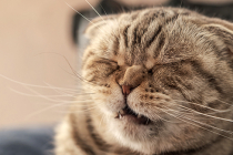 Pourquoi mon chat éternue ? Est-ce grave ?