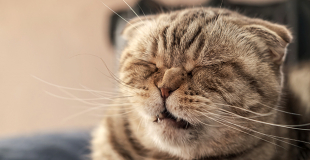 Pourquoi mon chat éternue ? Est-ce grave ?