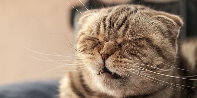 Les Maladies Du Chat Cesar Felix