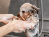 Shampoing pour chien : comment le choisir ?