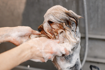 Shampoing pour chien : comment le choisir ?