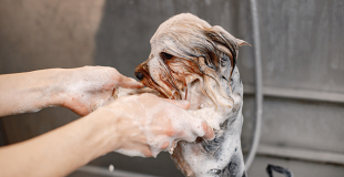 Shampoing pour chien : comment le choisir ?