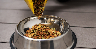 Comment choisir les meilleures croquettes pour chien stérilisé ?