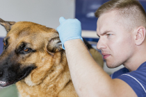 Comment économiser sur les frais vétérinaires avec une assurance pour animaux de compagnie ?