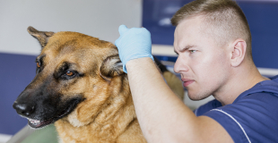 Comment économiser sur les frais vétérinaires avec une assurance pour animaux de compagnie ?