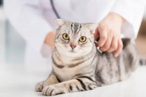 Comment souscrire à une assurance pour son chat/chaton ?