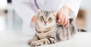 Comment souscrire à une assurance pour son chat/chaton ?