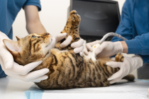 Assurance chat avec prise en charge à 100% des frais vétérinaire !