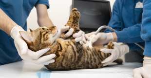 Assurance chat avec prise en charge à 100% des frais vétérinaire !