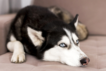 Quelles sont les principaux troubles urinaires chez le chien ?