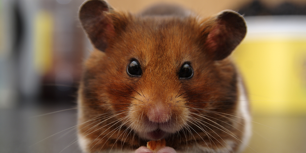 16 aliments toxiques et dangereux pour le hamster !