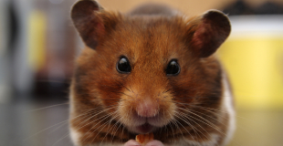 16 aliments toxiques et dangereux pour le hamster !