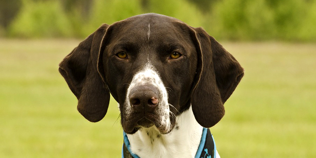 Les Races De Chien César Félix