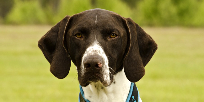 Les 15 Meilleures Races De Chiens Pour Les Enfants