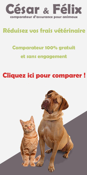 Comparateur d'assurance animaux